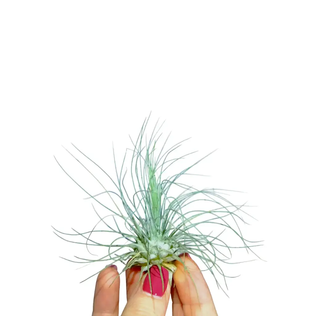 Tillandsia Argentea