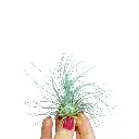 Tillandsia Argentea