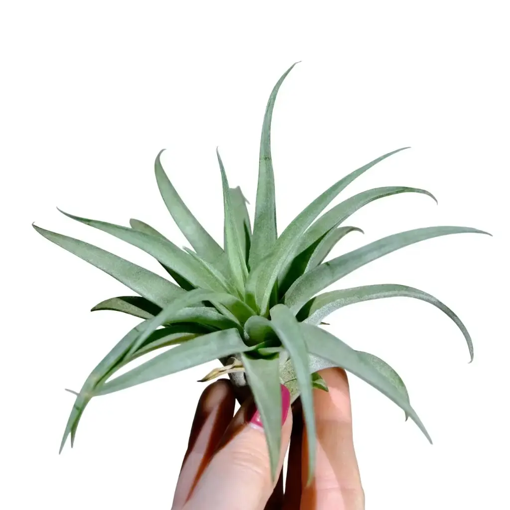 Tillandsia Capitata Peach Green