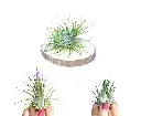 Pack Découverte : 3 Tillandsia Ionantha