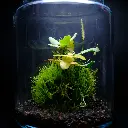 Carnivores - Dama Drosera capensis alba, Fittonia & Neoregelia akeso