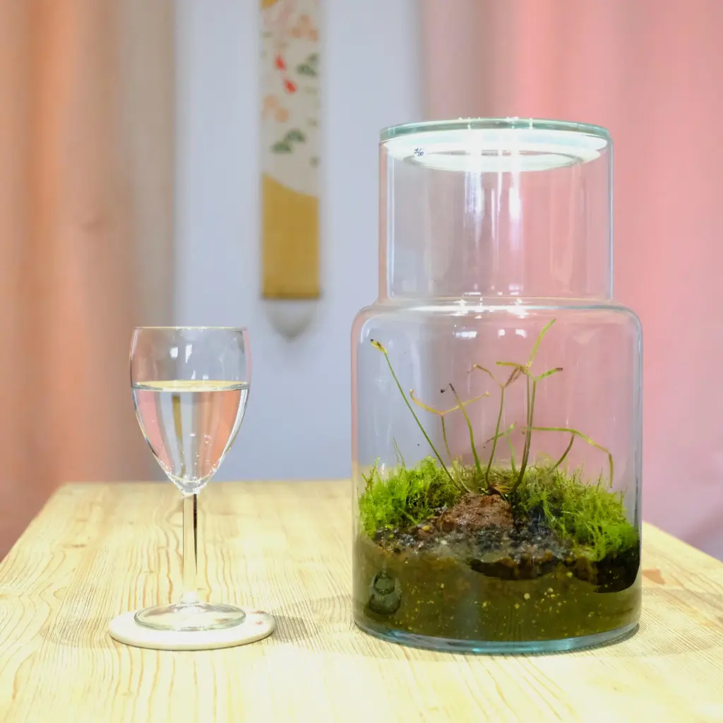 Carnivores - Drosera binata var. marston