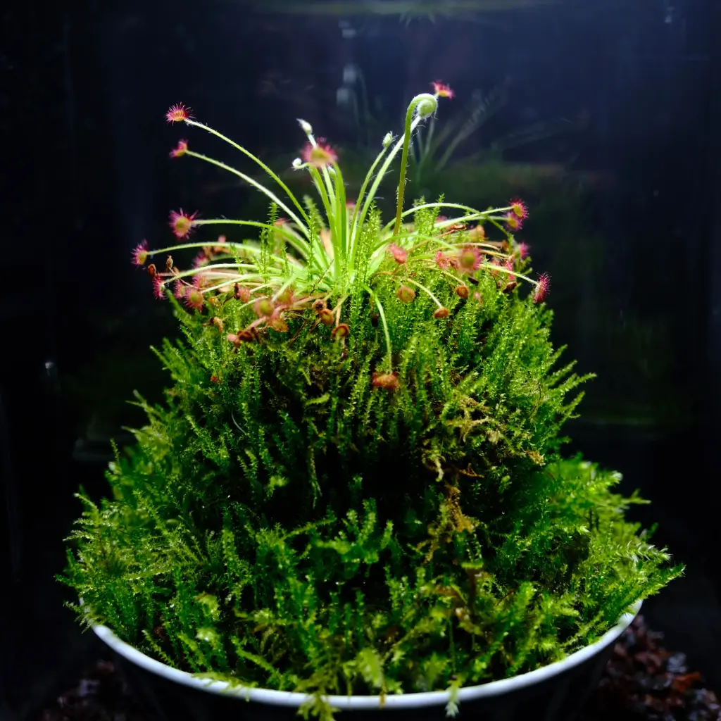 Carnivores - Dama Drosera paradoxa