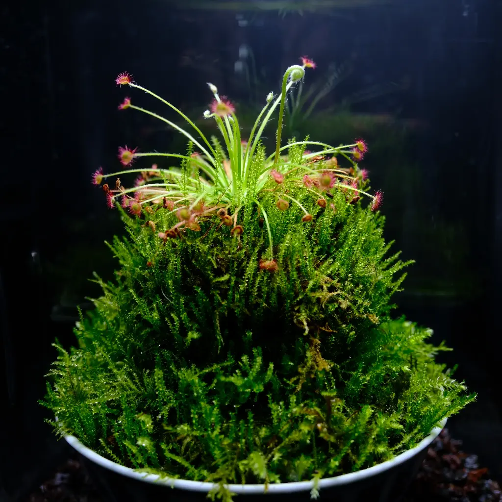Kokedarium : Dama Drosera Paradoxa