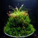 Carnivores - Dama Drosera paradoxa