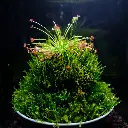 Kokedarium : Dama Drosera Paradoxa