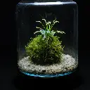 Kokedarium : Dama Drosera Capensis Alba et Selaginella uncinata