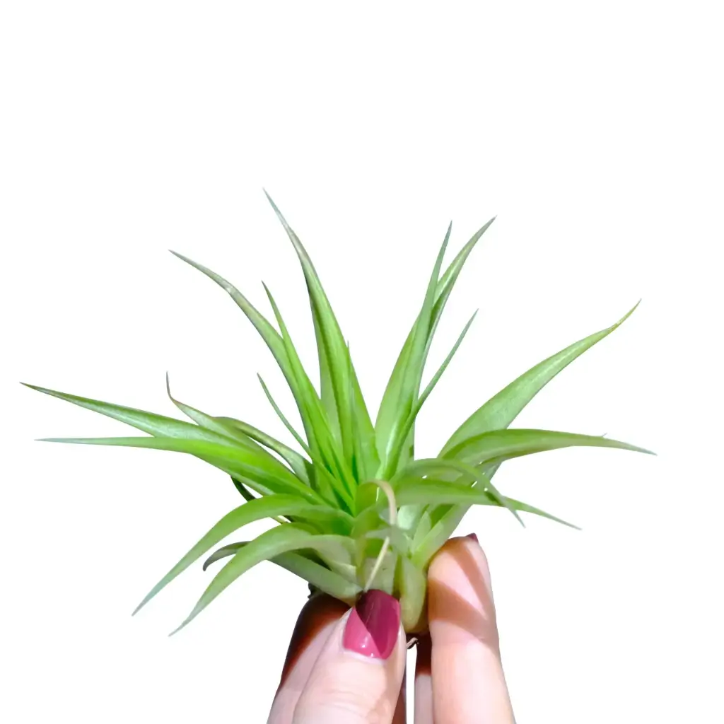Tillandsia Multiflora Green