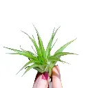 Tillandsia Multiflora Green