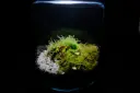 Carnivores - Dionaea muscipula jumbo