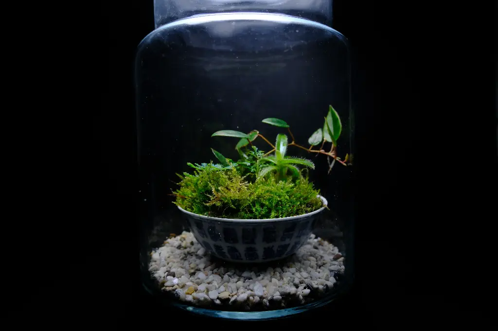 Kokedarium : Dama Mori