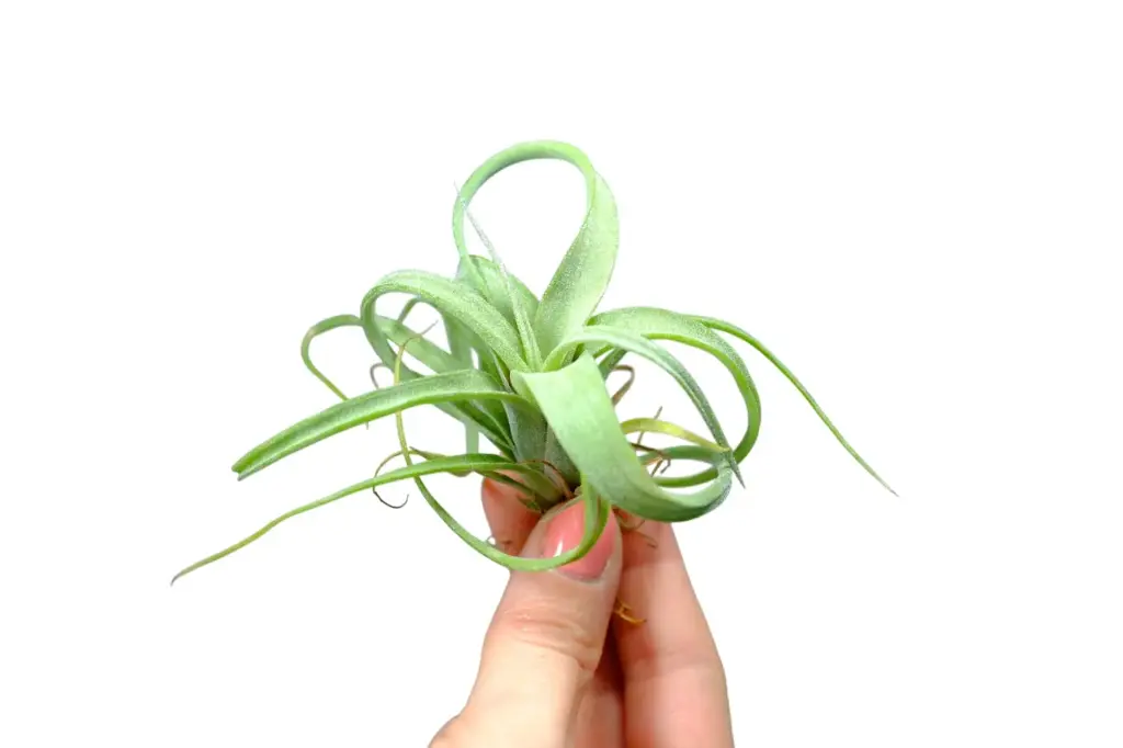 Tillandsia Curly Slim