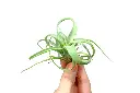Tillandsia Curly Slim