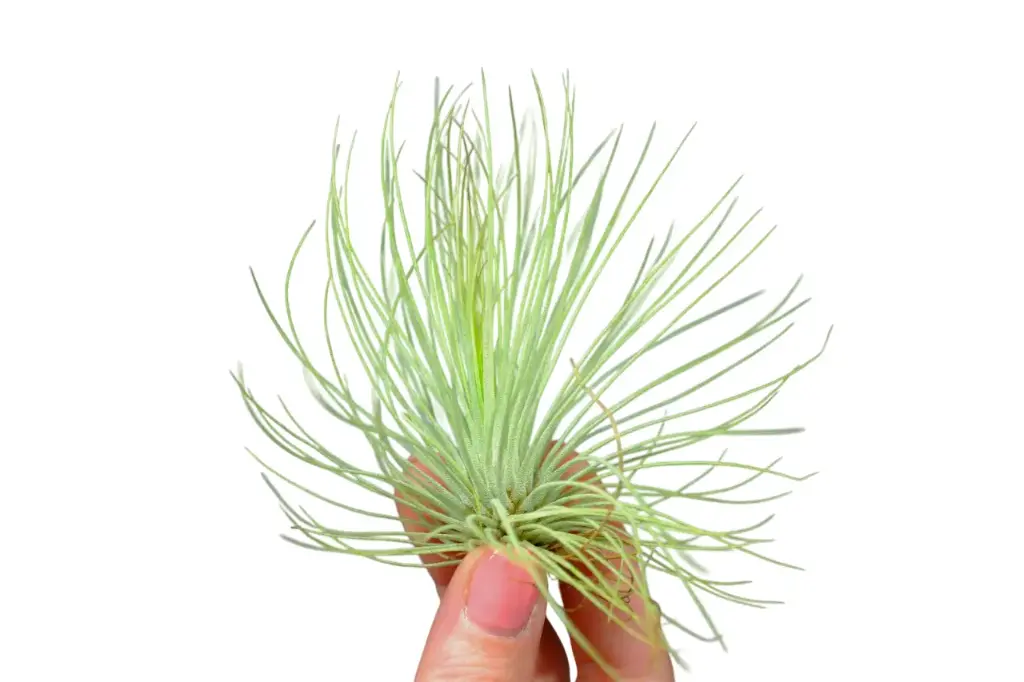 La Tillandsia Andreana