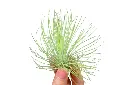Tillandsia Andreana