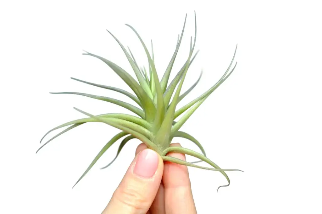 Tillandsia Aeranthos