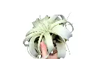 Tillandsia Xerographica ⌀15cm