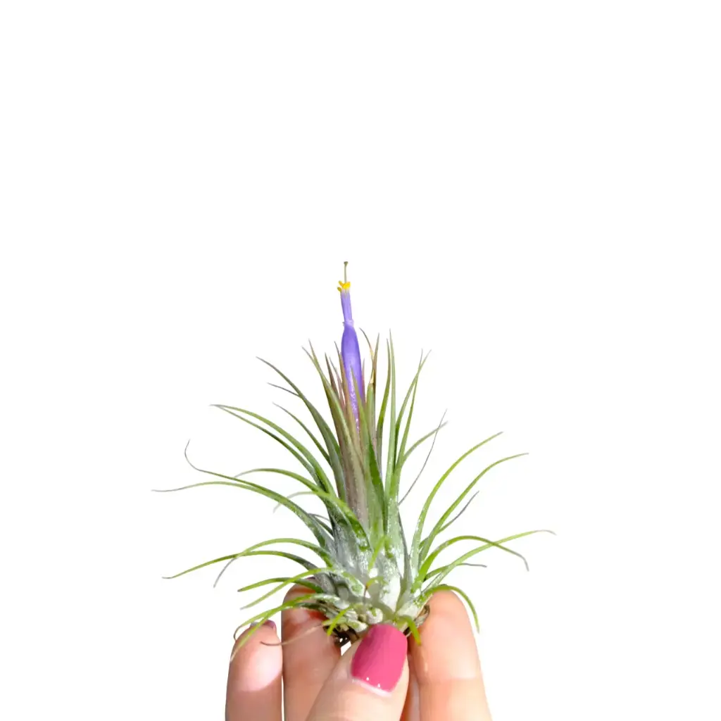 Tillandsia Ionantha Rubra