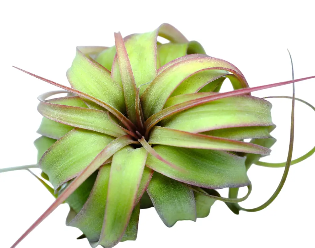 Tillandsia Eric Knobloch Red Ø12cm