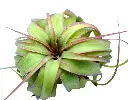 Tillandsia Eric Knobloch Red Ø12cm