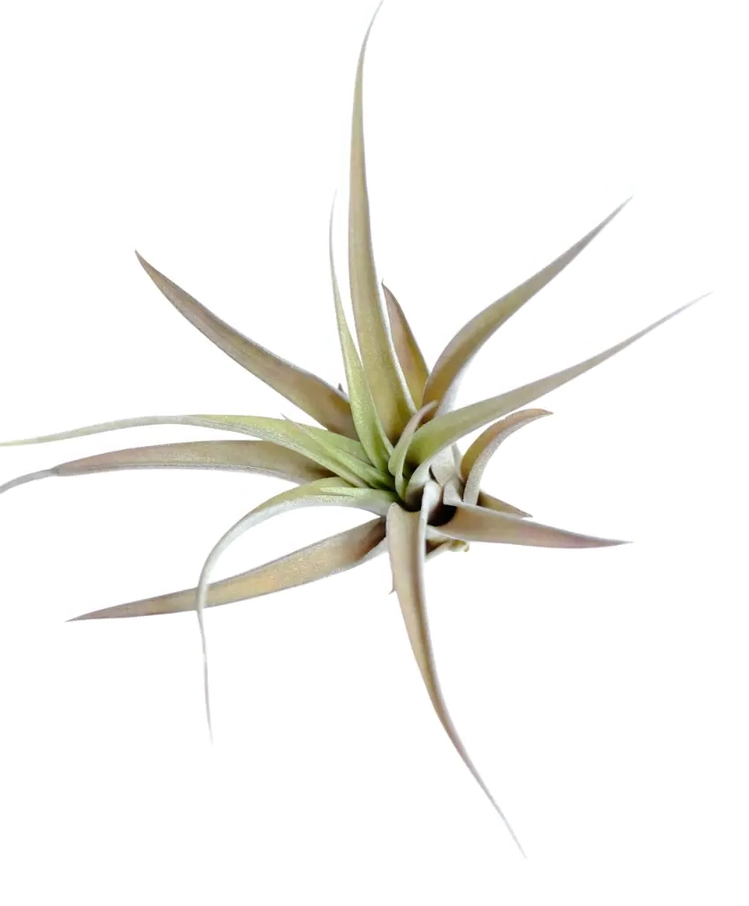 Tillandsia Capitata Peach Green