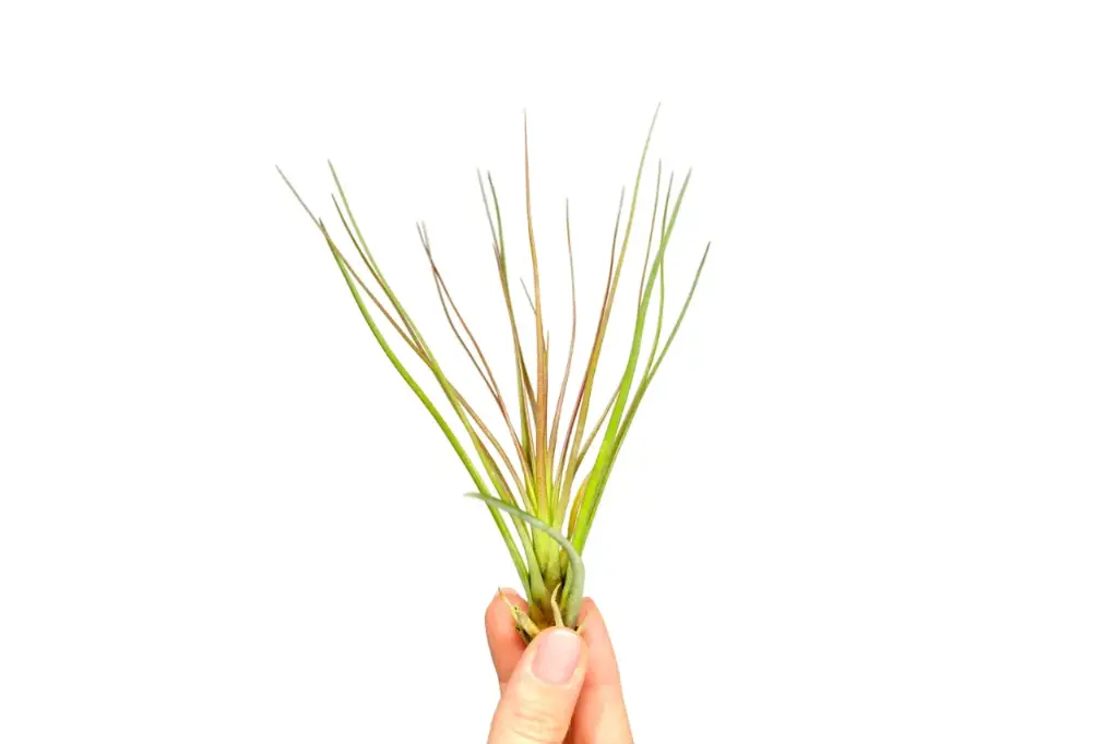 Tillandsia Melanocrater Red