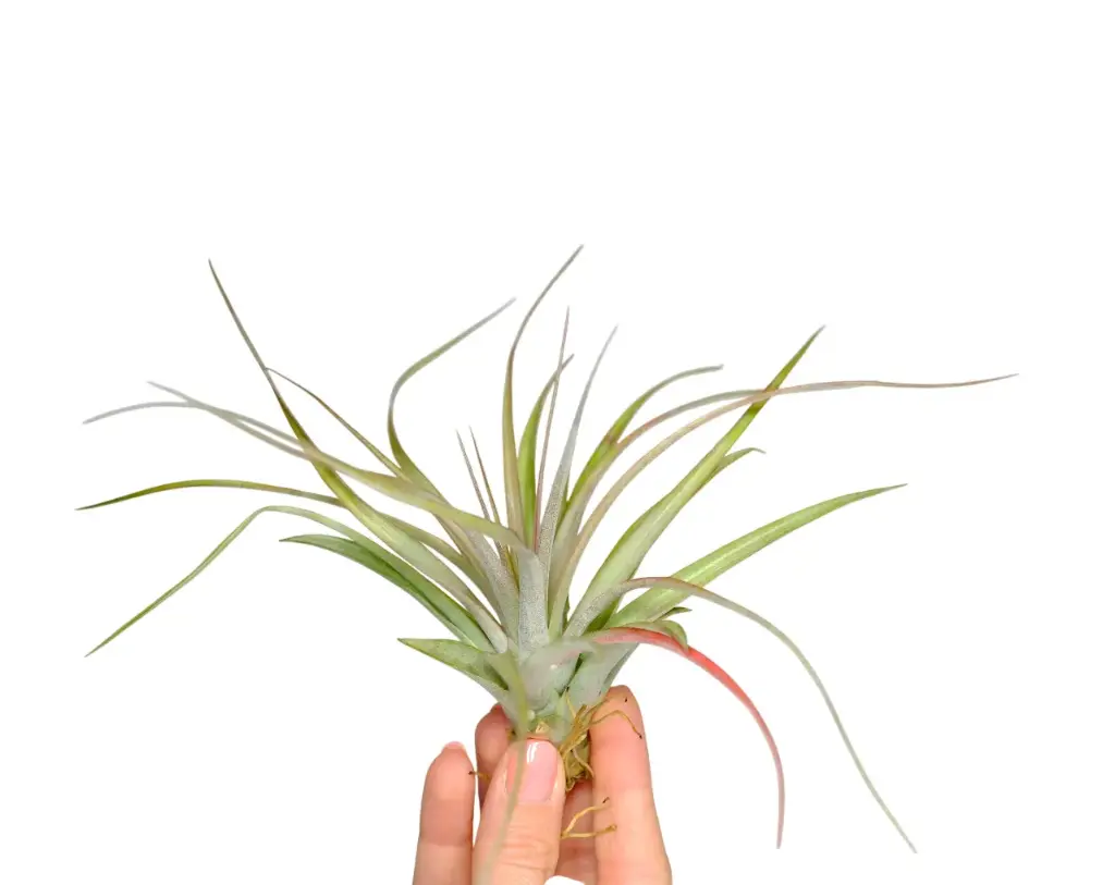 Tillandsia Multiflora Red