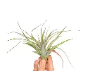 Tillandsia Multiflora Red