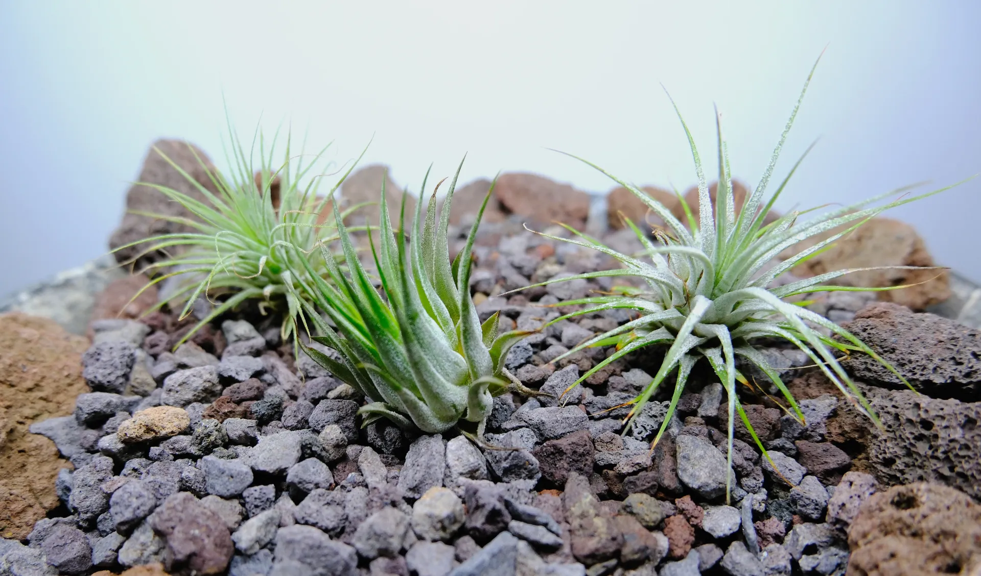 Pack 3 Tillandsia Ionantha