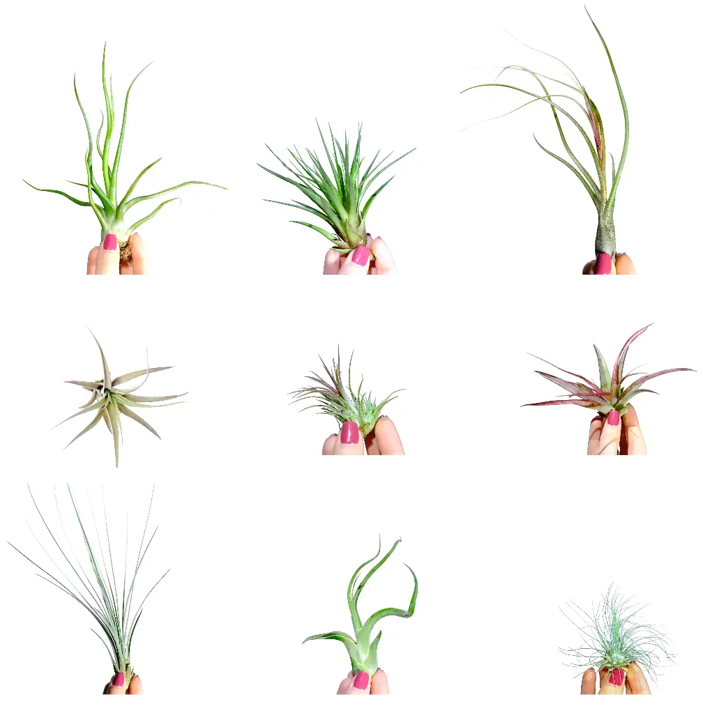 Pack Découverte : 9 Tillandsia