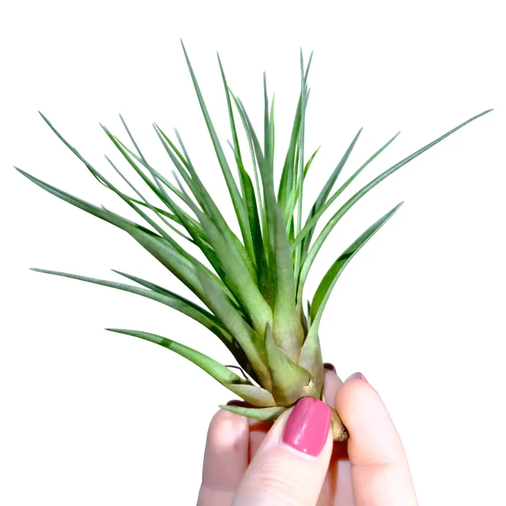 Tillandsia Melanocrater Green