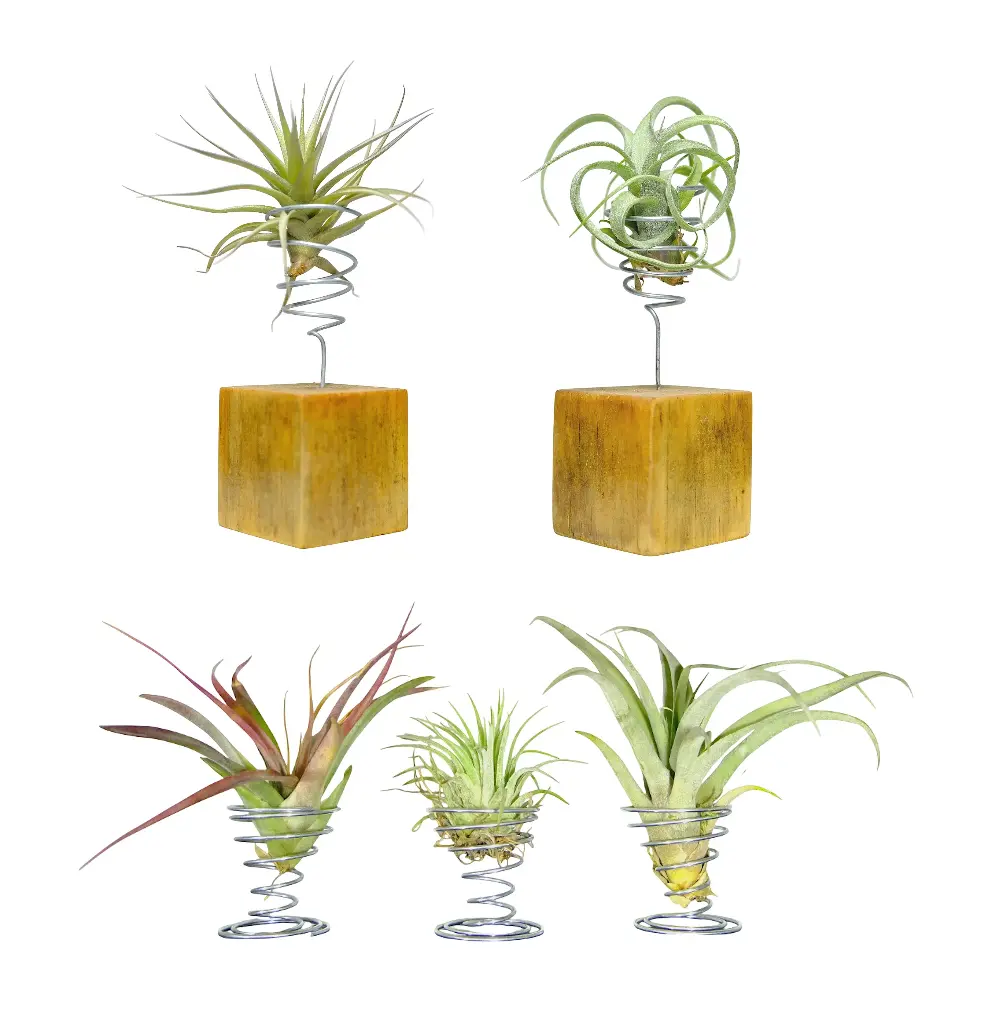 Pack Découverte : 5 Tillandsia avec Portoirs