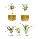 Pack Découverte : 5 Tillandsia avec Portoirs