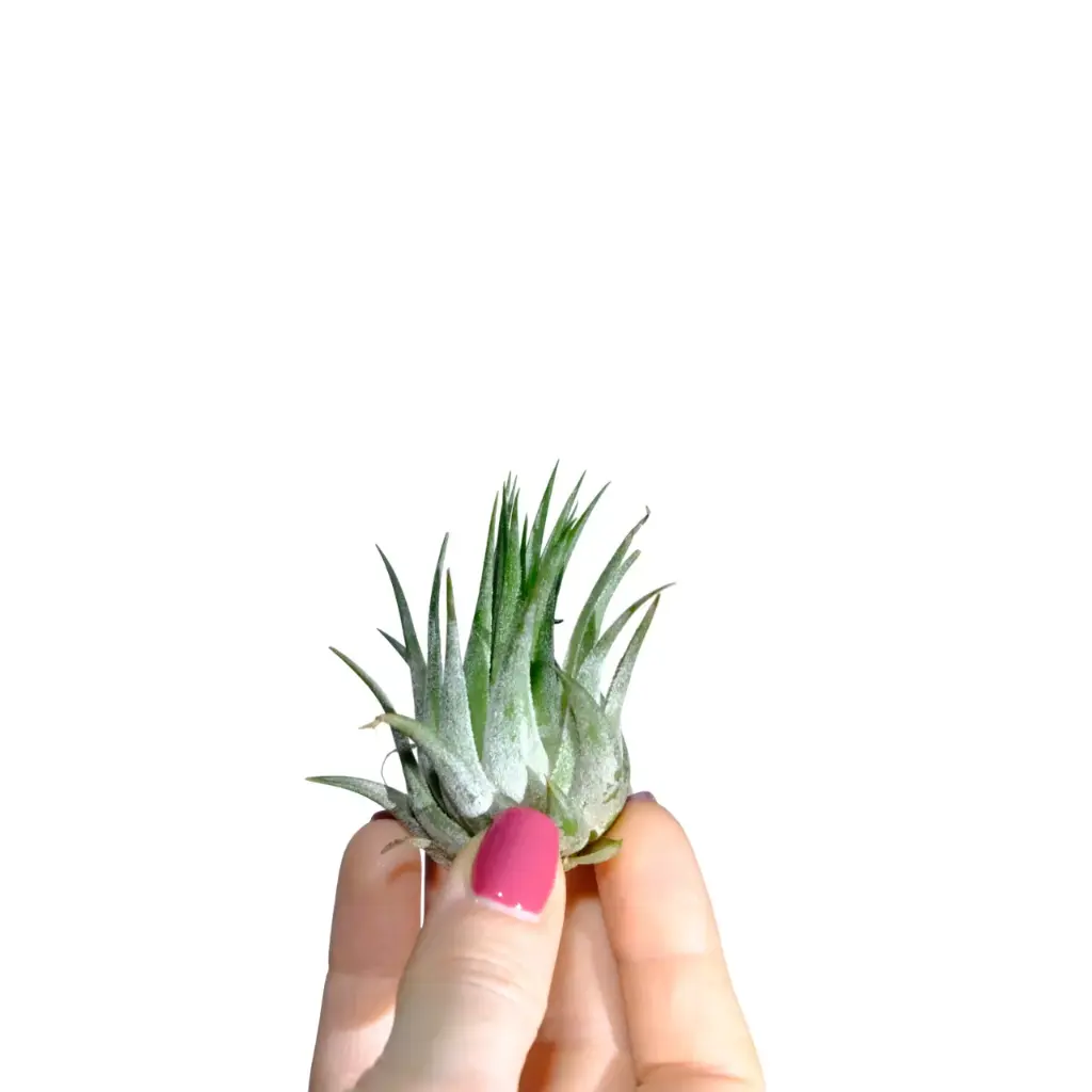 Tillandsia Ionantha Scaposa