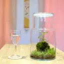 Dama Clusia & Selaginella uncinata