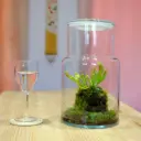 Carnivores - Dama Sarracenia purpurea, Drosera capensis alba & Selaginella uncinata