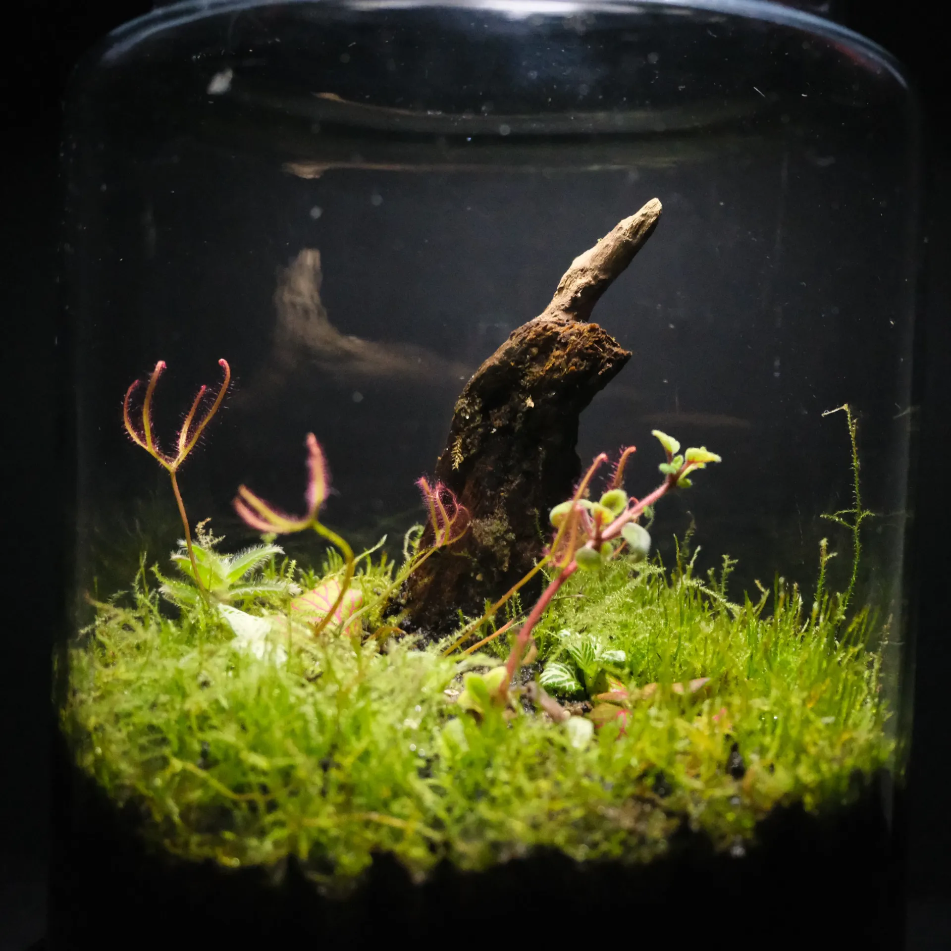 Terrarium de plantes carnivores