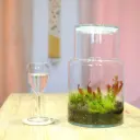 Carnivores - Sarracenia purpurea & Drosera spatulata