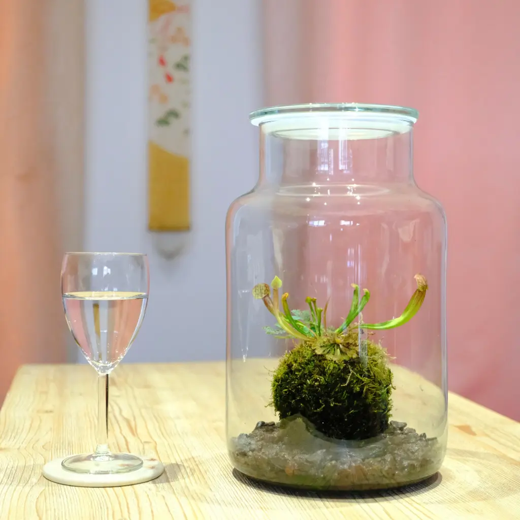 Kokedarium de plantes carnivores