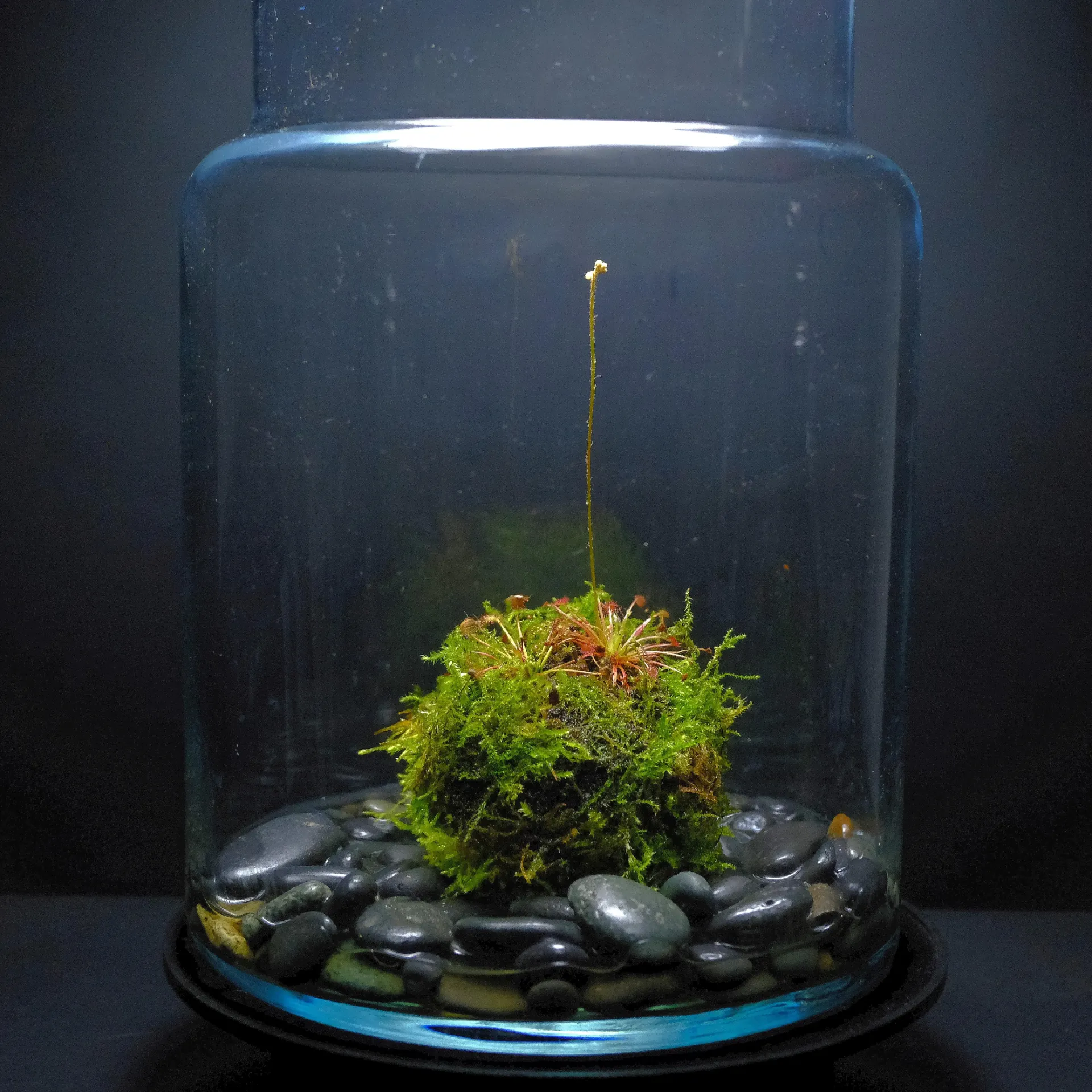 Kokedarium plantes carnivores