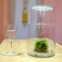 Carnivores - Dama Drosera spatulata, Neoregelia akeso & pilea