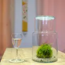 Carnivores - Dama Drosera paradoxa & Selaginella uncinata