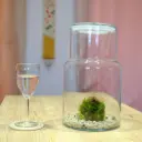 Carnivores - Dama 2 Drosera paradoxa