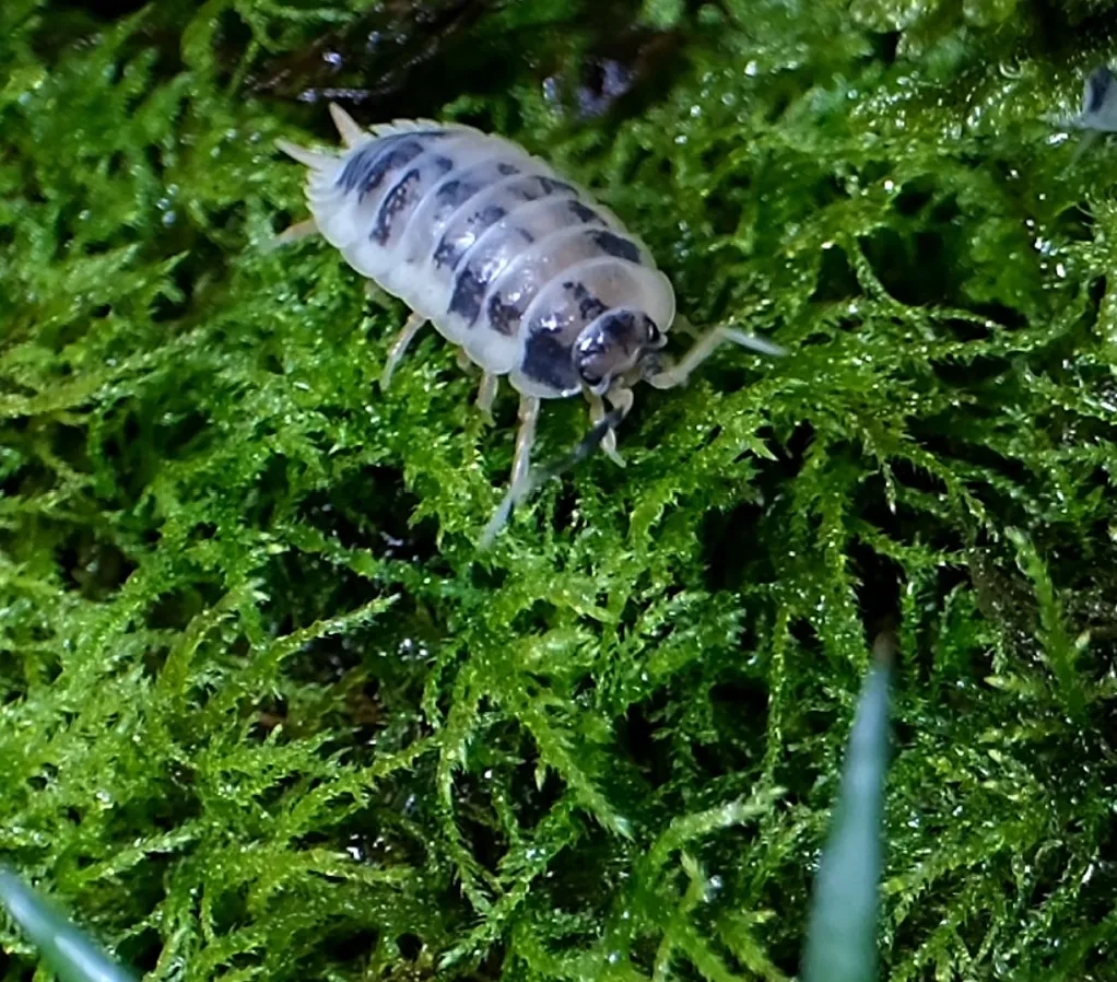 Porcellio laevis "Panda"