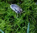 Porcellio laevis "Panda"