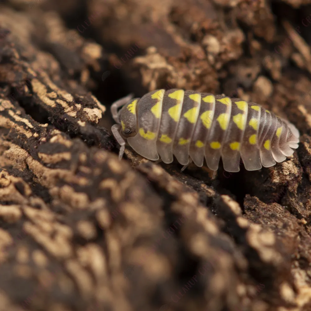 Armadillidium gestroi