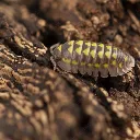 Armadillidium gestroi