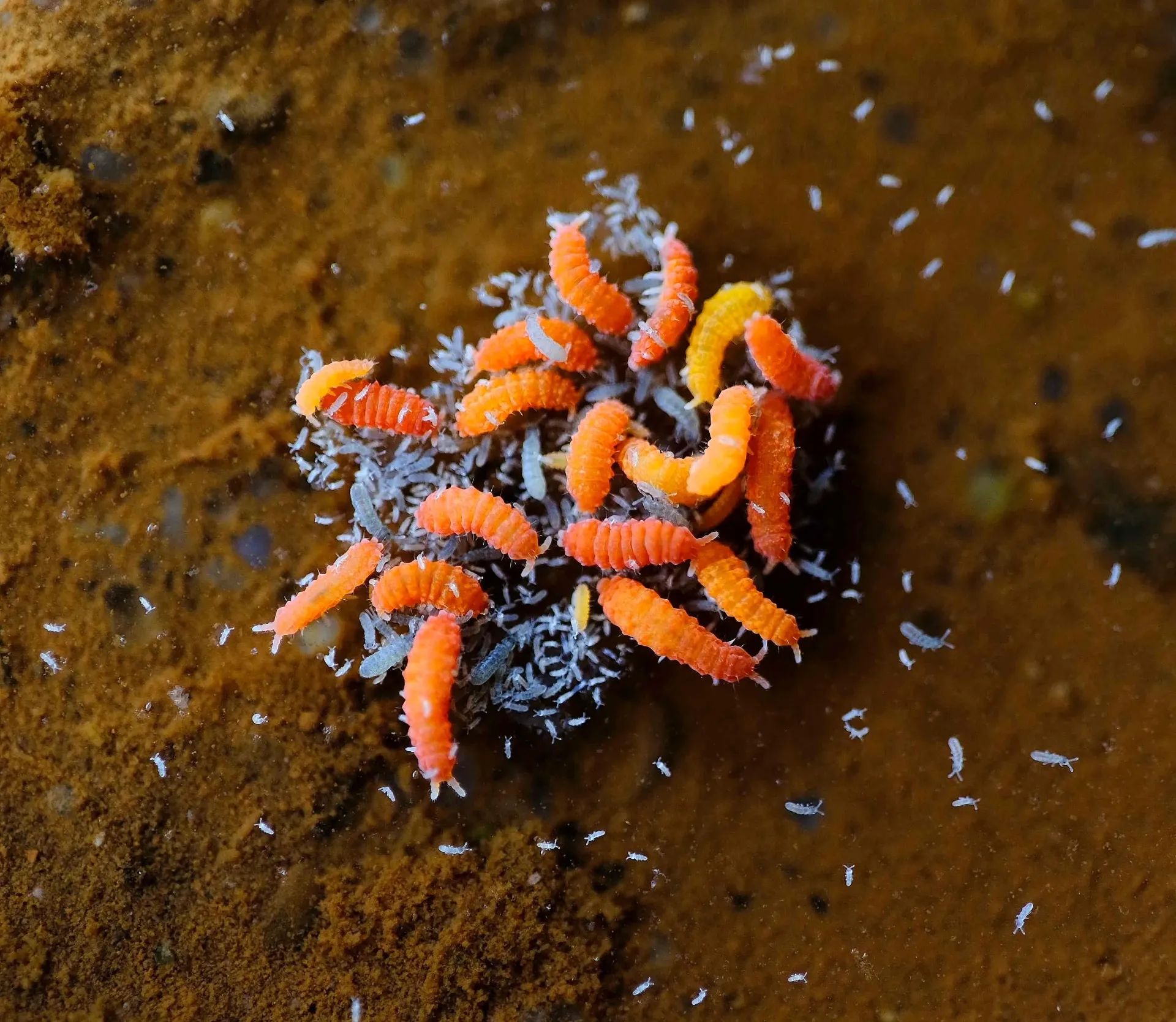 Ceratophysella yellow albino