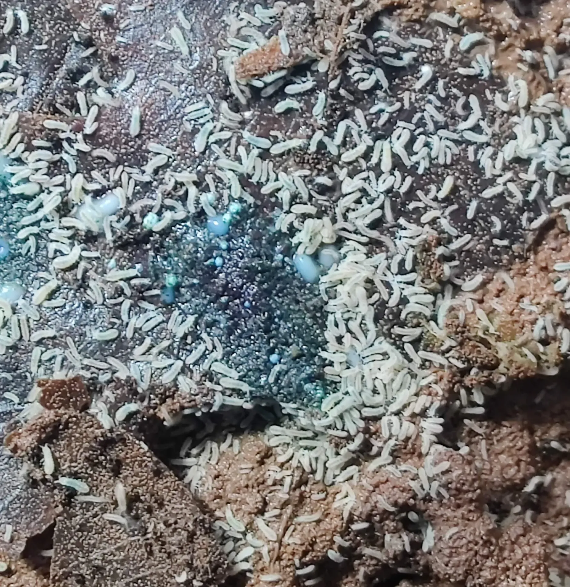 Onychinurinae Snowflakes