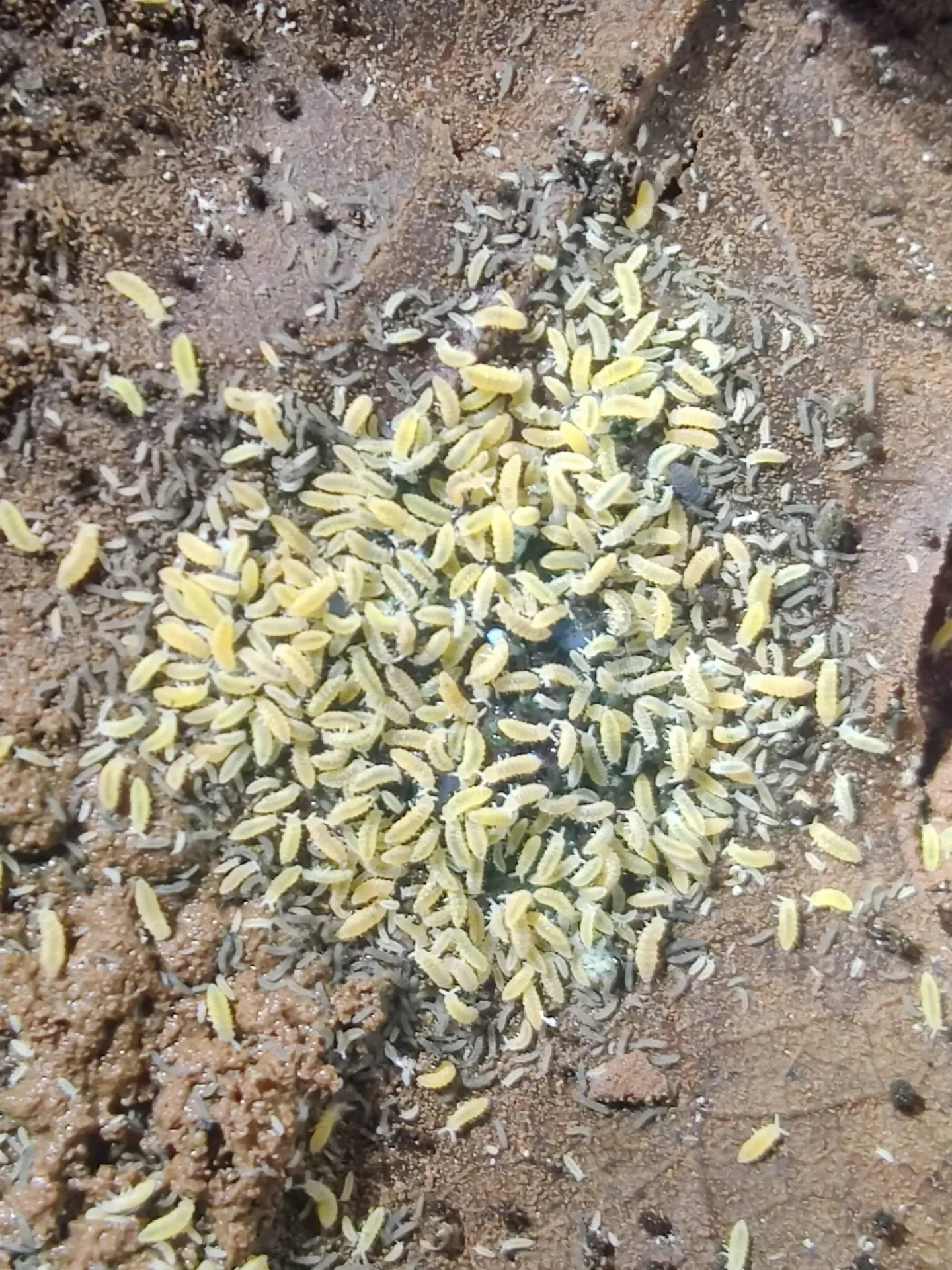 Ceratophysella yellow albino